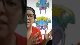 Anatomía veterinaria: hueso occipital equino