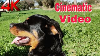 Rottweiler Dog 4K Cinematic Video| Cinematic 4K Video Of Rottweiler Dog |