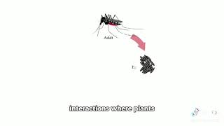 Evolution of Mutualistic Relationships in Ants and Plants