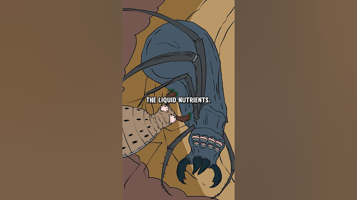 Antlion – The Assassin Hiding Beneath the Sand