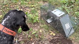 Opossum Catch & Release