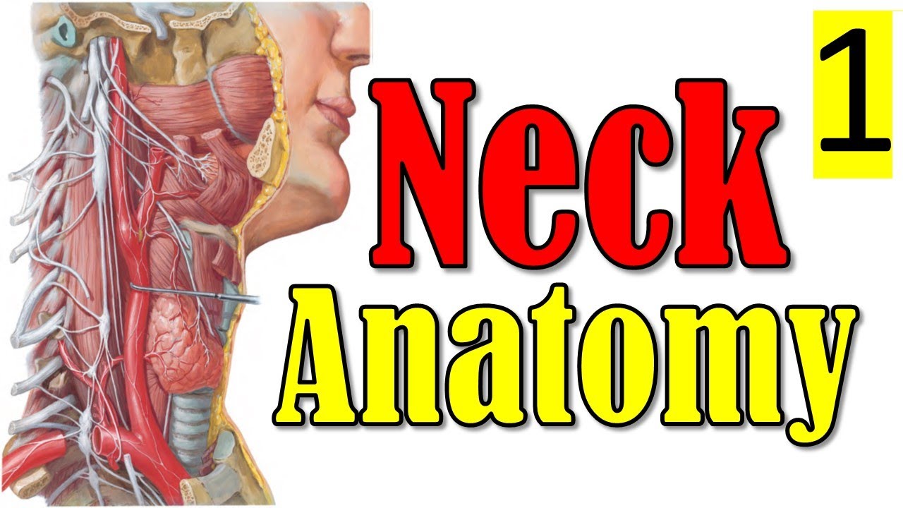 10.  #Neck_Anatomy Overview (1/3) || نظرة عامة على تشريح الرقبة || [A2]