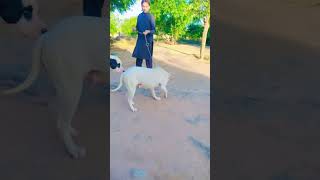 Karak KPK Dangerous Kohati Gultair Dogs Pair | Punjab Bully Dogs | Top Quality Gultair Dog |