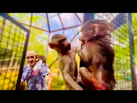 Видя, что Влад идет в вольер с енотом Тимошей - Люся, Степа и Маня решили СОВЕРШИТЬ ПОБЕГ)))