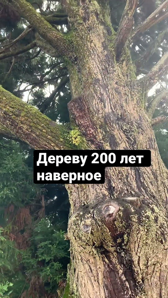 Древнее волшебное дерево в Индии. #индия #ути #индийскаяприрода - YouTube