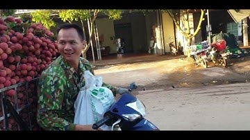 Vải Thiều Cuối Vụ Tại Ngã Ba Cầu Chét Ngã Ba Tân Hoa I Núi Đồi Lục Ngạn