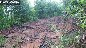 kèo xiên đôi quá phê,bẫy gà rừng bằng mái mồi cuối vụ miền bắc 2024