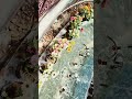 #Botanical garden