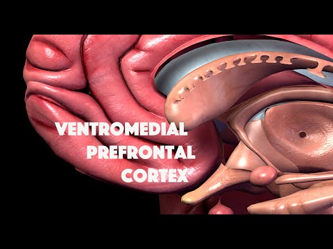 Video: Ketidaktentuan Ketidaktentuan Meramalkan Kepupusan Kepupusan Dalam Litar Kortikal Prefrontal Amygdala-ventromedial