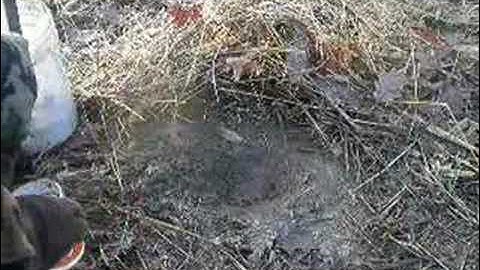 Coyote dirthole trap set part 1