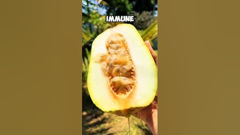 This Giant Passion Fruit Will Blow Your Mind 🍃 #passionfruit #shorts