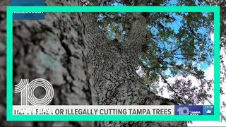 Tampa tree service company fined more than $234K for cutting down protected trees
