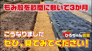 もみ殻を通路に敷いて3か月、どうなった？？？