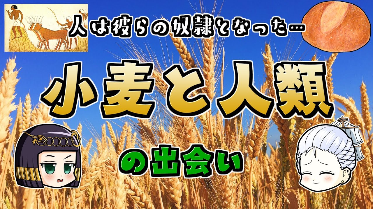 小麦の誕生&人類との出会い