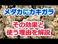 メダカに牡蠣殻（カキガラ）を使う理由とその効果について 滋賀県のメダカ販売店 めだか藁屋 高木正臣