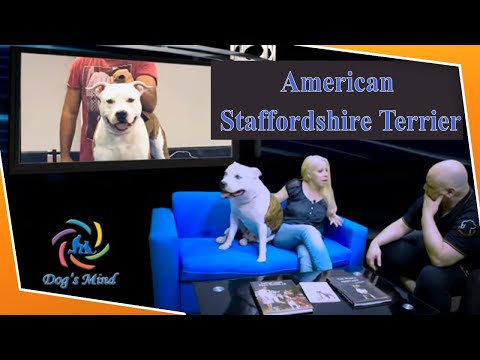 Βίντεο: Stafford Dog: περιγραφή της φυλής, χαρακτήρας, χαρακτηριστικά φροντίδας