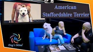 American Staffordshire Terrier συνέντευξη με την εκτροφέα Αργυρώ Βάλβη