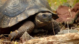 Tracking Giant Galapagos Tortoises | BBC Earth