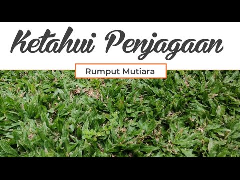 Tips Penjagaan Rumput Mutiara