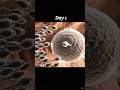 From Fertilisation to Week3 – Life begins, cells grow fast. #Pregnancy #Embryo #spermiogenesis