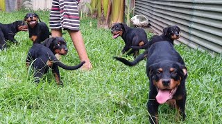 Chó con rottweiler đẹp giá rẻ đón luôn