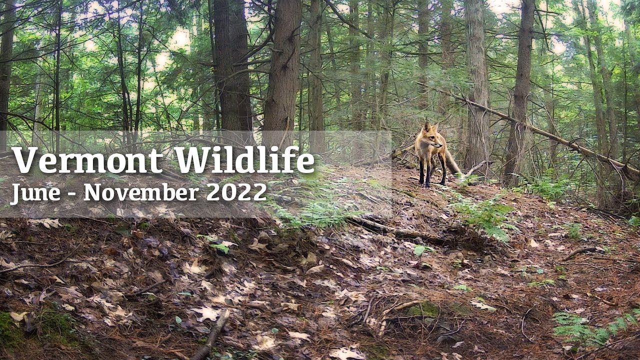 Vermont Wildlife Trail Camera June November 2022 YouTube