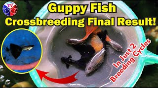 Guppy Fish Crossbreeding Final Result | In Just 2 Cycles