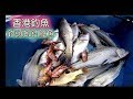 香港釣魚 港水鈎頭蝦 釣鱸魚