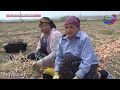 В этом году в Дагестане небывалый урожай овощей
