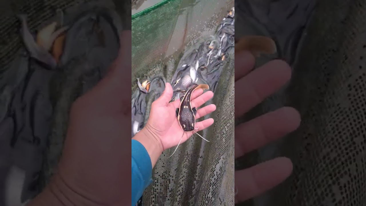 @Cá Đặc Sản ✅ Trại Cá Giống Miền Tây đầy đủ Cá Nước Ngọt #cágiống #cátra #cálóc #cátrê @Giá Thủy Sản