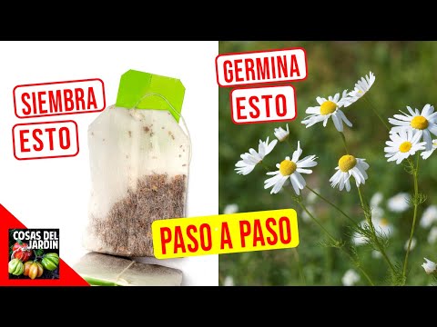 Video: Flor De Matricaria Ardiente. Creciente