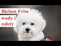 BICHON FRISE - wady i zalety