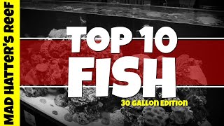 Top 10 Saltwater Fish for a 30 Gallon Tank