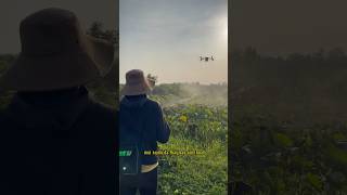 Máy bay nông nghiệp xịt sen #maybayphunthuoc #maybaysalua #2tech #maybaysaphan