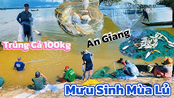 Trúng ổ CÁ 100 Kg Mưu Sinh Mùa Nước Nổi – Cảnh Quăng Chài Bắt Cá Cực Đã Ở đồng An Giang!