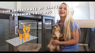 The Importance of Crate Training your Dog!! | MY DOGS DESTROY MY HOUSE