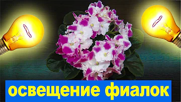 КАК ПРАВИЛЬНО ОСВЕЩАТЬ ФИАЛКИ? Доступно и Понятно даже для новичков