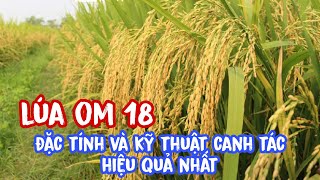 Top 12 Cách Làm Lúa Om 18 Đặc Sắc Nhất Năm 2022