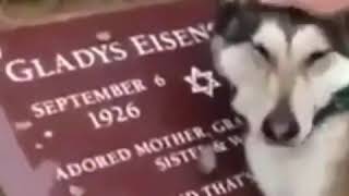 شاهد : كلب يبكي عند قبر صاحبه المتوفي