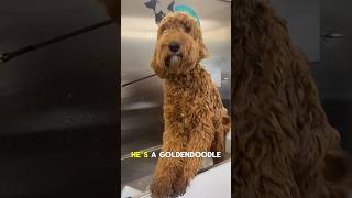 Golden doodle tings ✨ #goldendoodle #goldendoodlegrooming