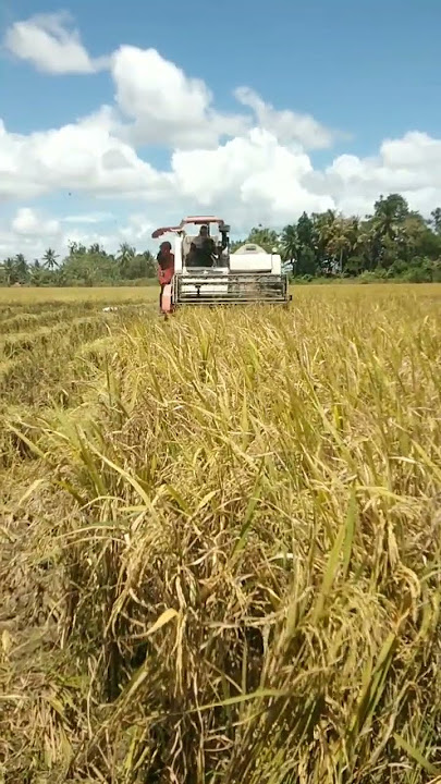 160 variety Gandang palay