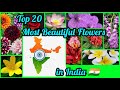 Top20 most beautiful flowers in india  flowers names  species endemicnative  originated in india