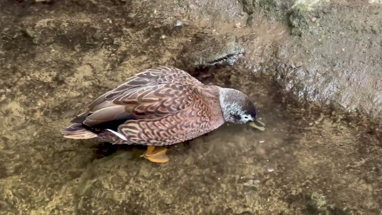 Laysaninsorsa Anas laysanensis Bioparc Fuengirola Spain 4.11.2025 - 4K