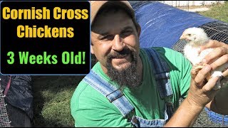 Raising Cornish Cross Chickens For Meat:  3 Weeks Old - Moving to the Chicken Tractors!
