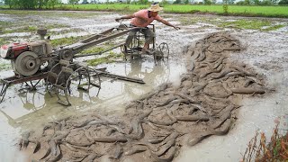 Amazing Fish Catching Skills by Fisherman - Unique Catching Snakehead Fish Under Mud