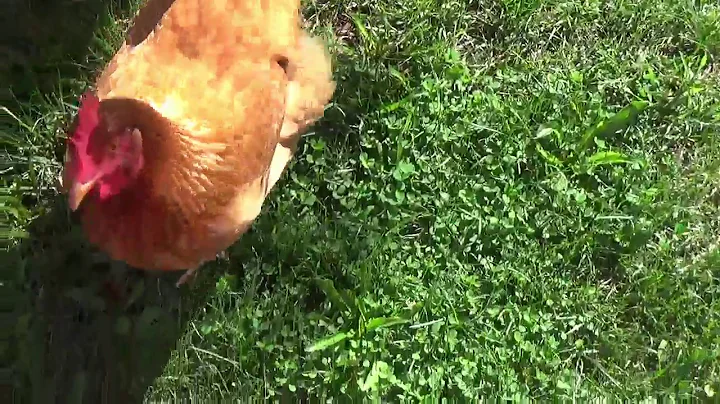 Chicken VLOG Part 2 of Coop Update