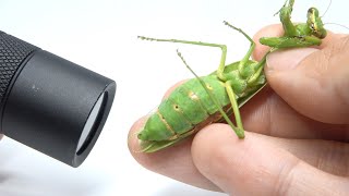 寄生虫がパンパンに詰まったカマキリのお腹を、高エネルギーの電磁波で刺激すると