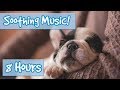 Calm Your Hyperactive Dog! Soothing Music to Help Your Anxious or Nervous Dog Become Calm and Quiet!