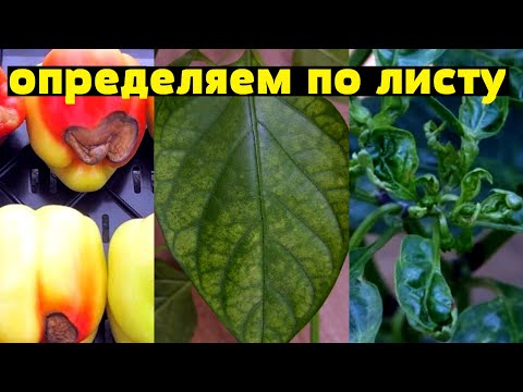 Видео: Распространенные проблемы растений перца и болезни перца