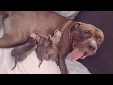 Vídeo: Por que meu cão está ofegando depois de dar à luz?